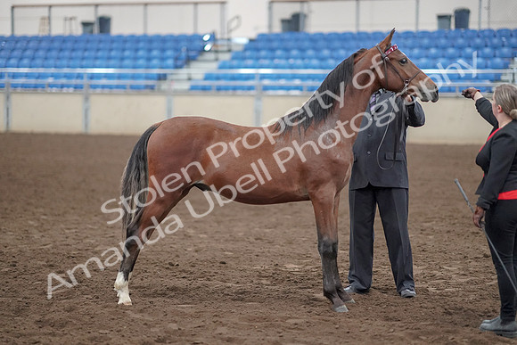 2019 Morgan Horse Show - Aug 31, 2019 - 00146