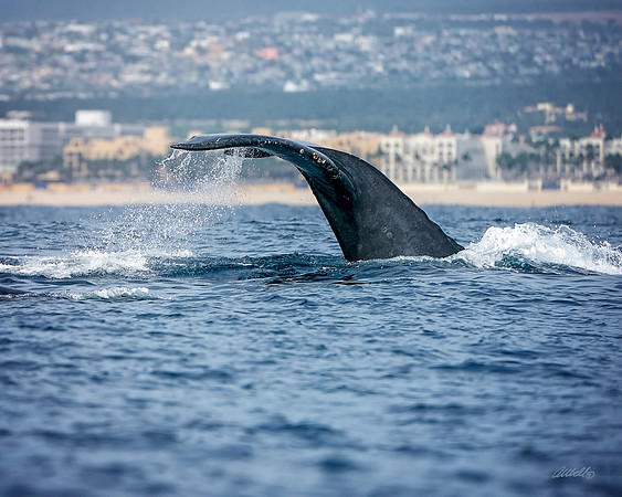Los Cabo Dec 2018 - 0707