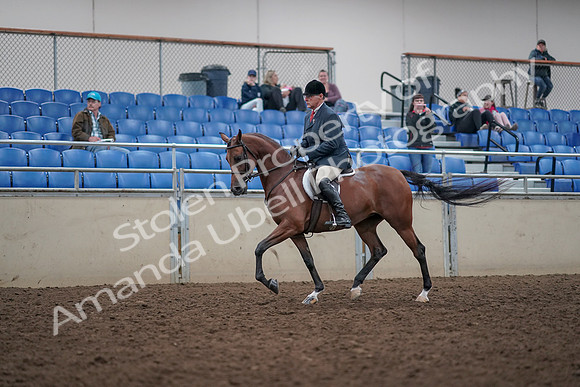 2019 Morgan Horse Show - Aug 31, 2019 - 14708