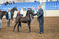 2020 - AB Morgan Horse - Sat, Sept 05 - 00673
