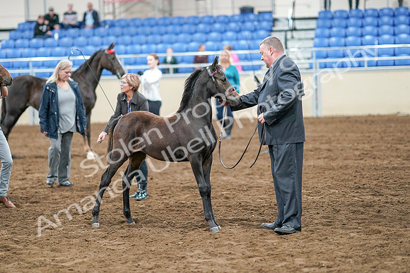 2020 - AB Morgan Horse - Sat, Sept 05 - 00673