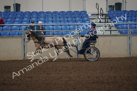 2019 Morgan Horse Show - Aug 31, 2019 - 04290