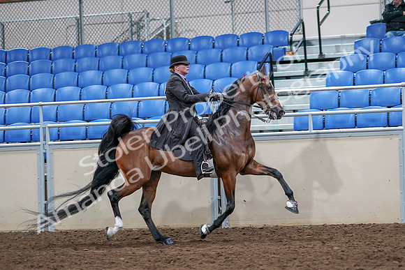 2020 - AB Morgan Horse - Sat, Sept 05 - 13231