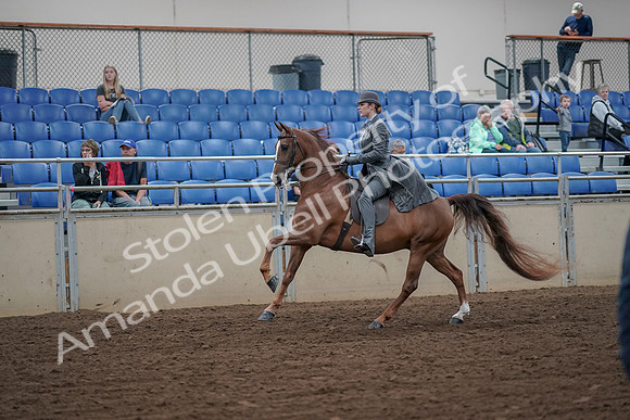 2019 Morgan Horse Show - Aug 30, 2019 - 15558