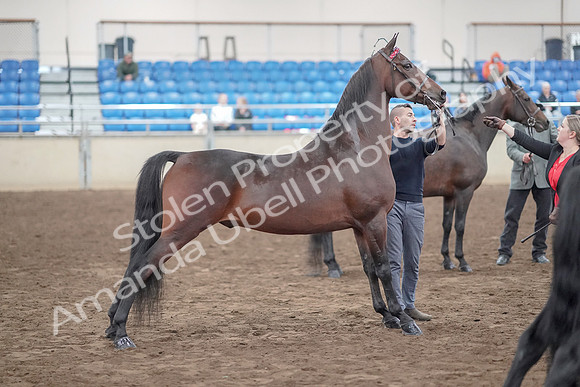 2019 Morgan Horse Show - Aug 31, 2019 - 03721