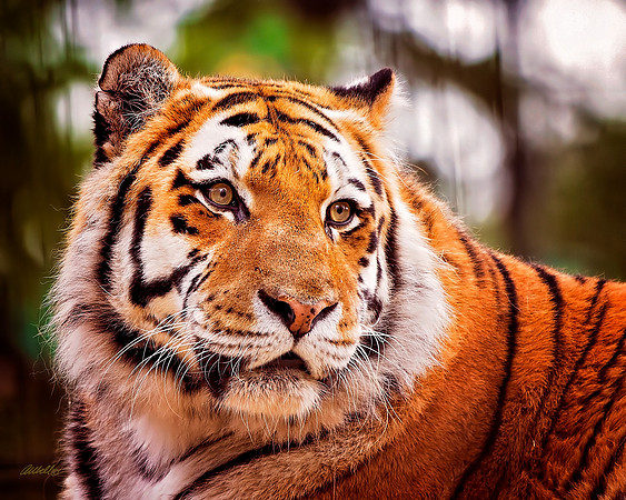 Big Cats - 015