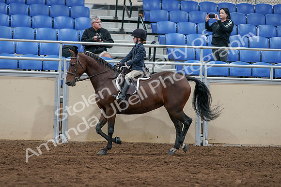 2020 - AB Morgan Horse - Sun, Sept 06 - 07714