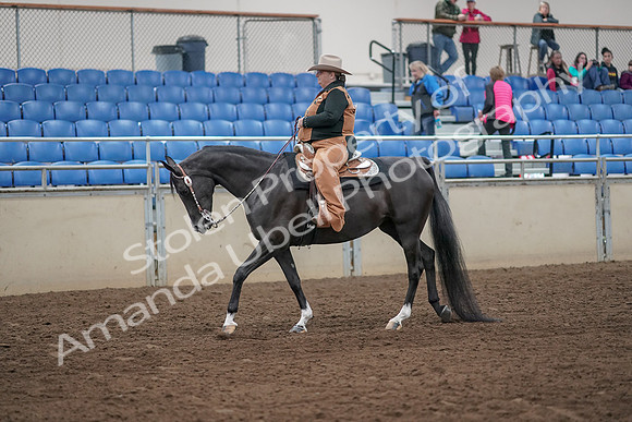 2019 Morgan Horse Show - Aug 31, 2019 - 06140