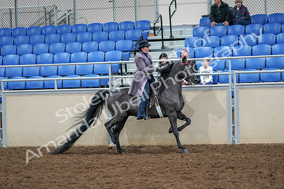 2020 - AB Morgan Horse - Sat, Sept 05 - 13836