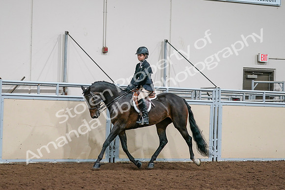 2020 - AB Morgan Horse - Sun, Sept 06 - 08188