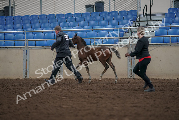 2019 Morgan Horse Show - Aug 31, 2019 - 00425