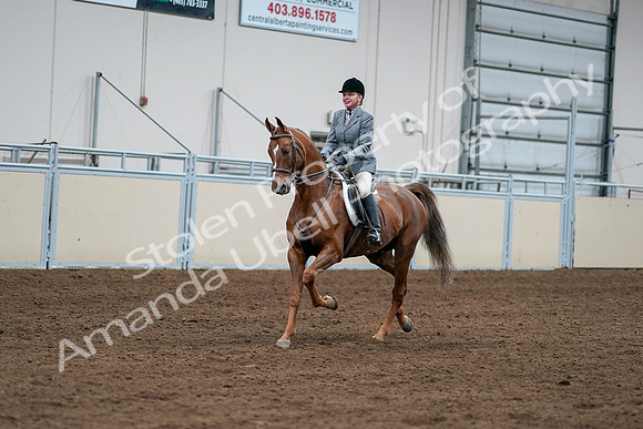 2020 - AB Morgan Horse - Sat, Sept 05 - 03257
