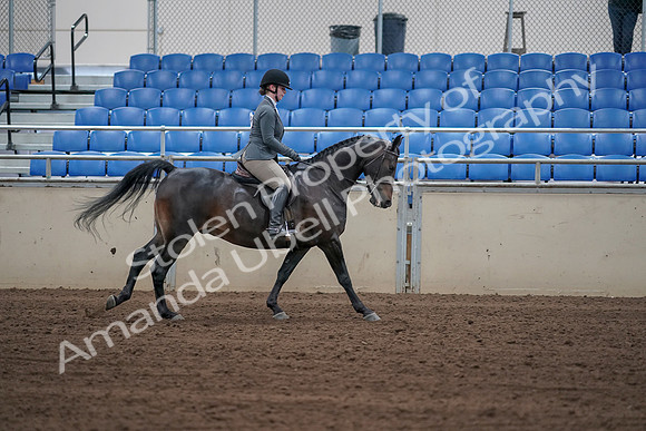 2019 Morgan Horse Show - Sept 01, 2019 - 11100
