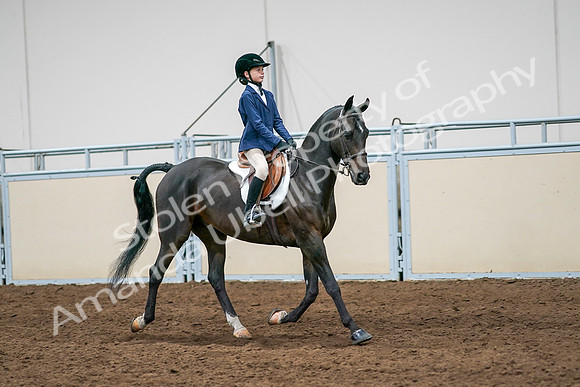 2020 - AB Morgan Horse - Sun, Sept 06 - 08120