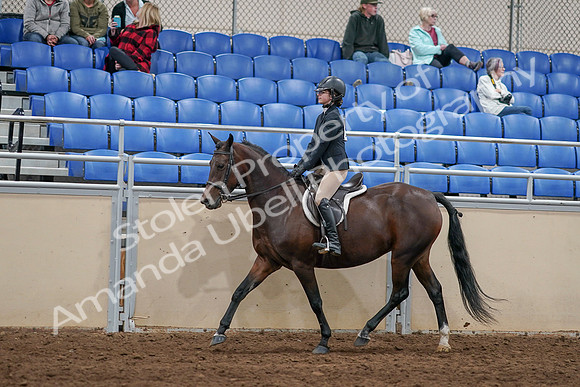 2020 - AB Morgan Horse - Sat, Sept 05 - 14258