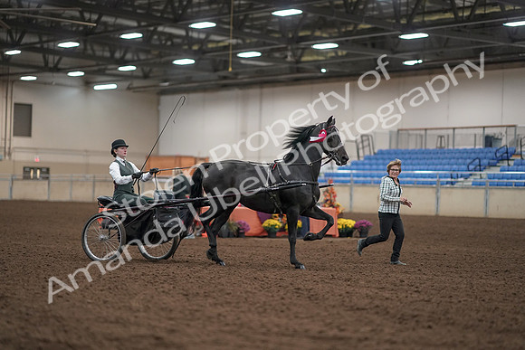 2019 Morgan Horse Show - Aug 31, 2019 - 04806