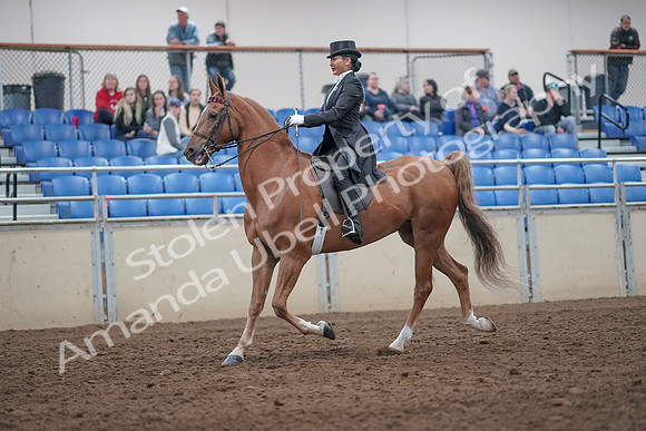 2019 Morgan Horse Show - Aug 31, 2019 - 20549