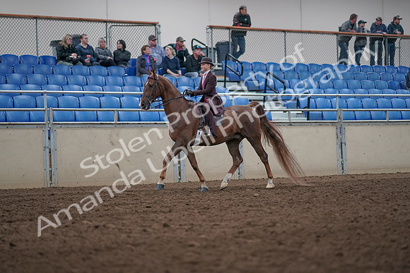2019 Morgan Horse Show - Aug 31, 2019 - 20506