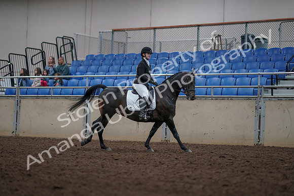 2019 Morgan Horse Show - Aug 31, 2019 - 16779