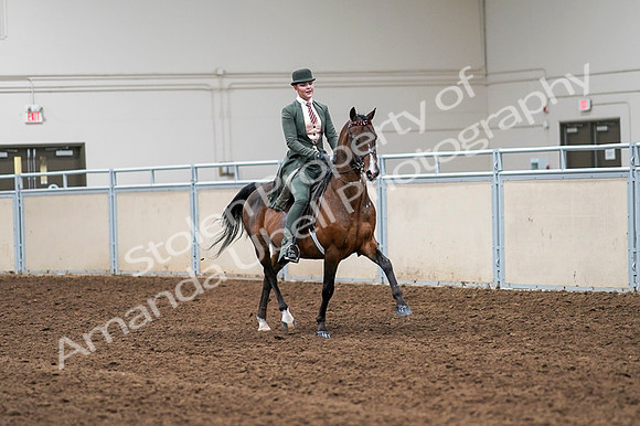 2020 - AB Morgan Horse - Fri, Sept 04 - 03399