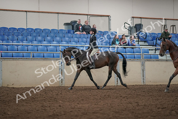 2019 Morgan Horse Show - Aug 31, 2019 - 04922