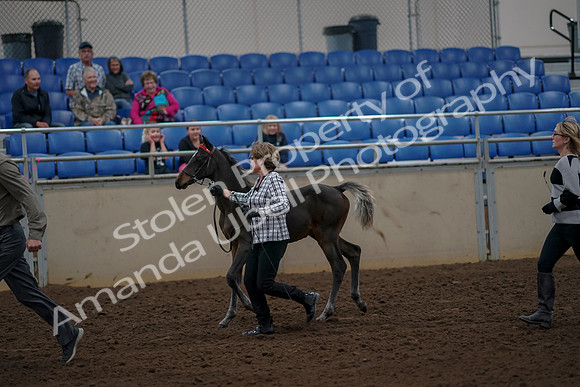 2019 Morgan Horse Show - Aug 30, 2019 - 24708