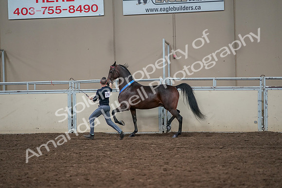 2019 Morgan Horse Show - Aug 31, 2019 - 01453