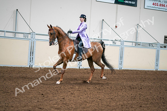 2020 - AB Morgan Horse - Fri, Sept 04 - 04916