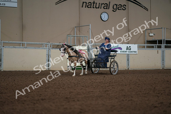 2019 Morgan Horse Show - Aug 31, 2019 - 04595
