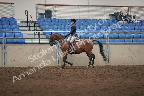 2019 Morgan Horse Show - Aug 31, 2019 - 04867