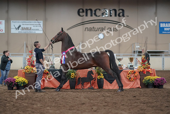 2019 Morgan Horse Show - Aug 31, 2019 - 03811