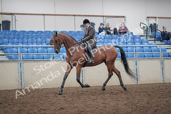 2019 Morgan Horse Show - Aug 31, 2019 - 14840