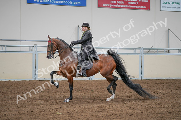 2020 - AB Morgan Horse - Fri, Sept 04 - 09575