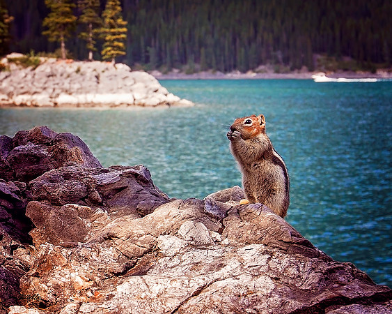NA Wild Animals - 026