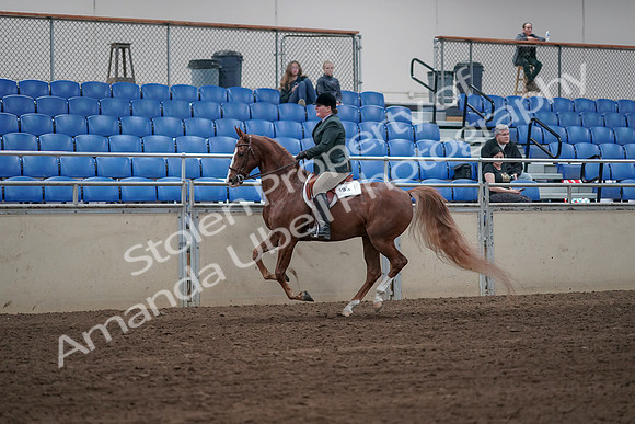 2019 Morgan Horse Show - Sept 01, 2019 - 12311