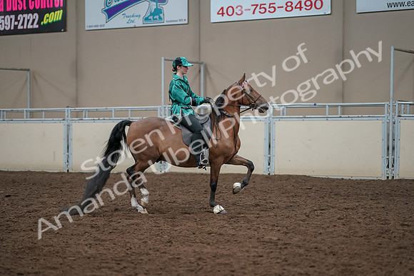 2019 Morgan Horse Show - Aug 30, 2019 - 30637
