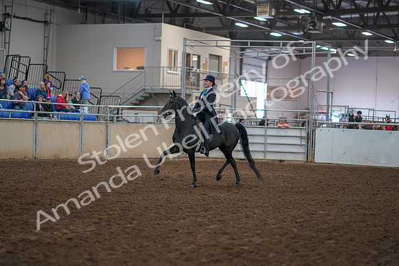 2019 Morgan Horse Show - Aug 30, 2019 - 12157