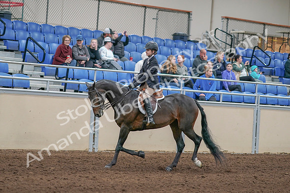 2020 - AB Morgan Horse - Sun, Sept 06 - 00888