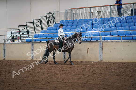 2019 Morgan Horse Show - Aug 30, 2019 - 17083