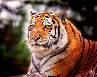 Big Cats - 016