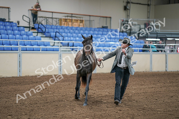 2020 - AB Morgan Horse - Sat, Sept 05 - 00242