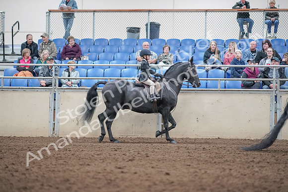 2019 Morgan Horse Show - Aug 31, 2019 - 19638