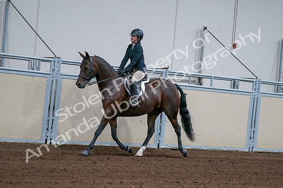 2020 - AB Morgan Horse - Fri, Sept 04 - 01652