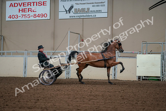 2019 Morgan Horse Show - Aug 30, 2019 - 13436