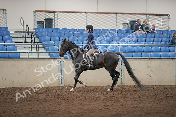 2019 Morgan Horse Show - Aug 31, 2019 - 04884