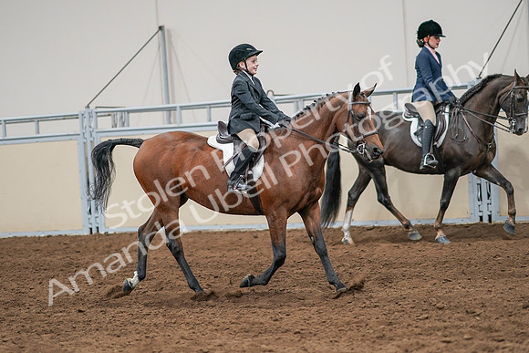 2020 - AB Morgan Horse - Sun, Sept 06 - 08007