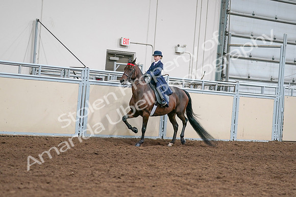 2020 - AB Morgan Horse - Sat, Sept 05 - 04801