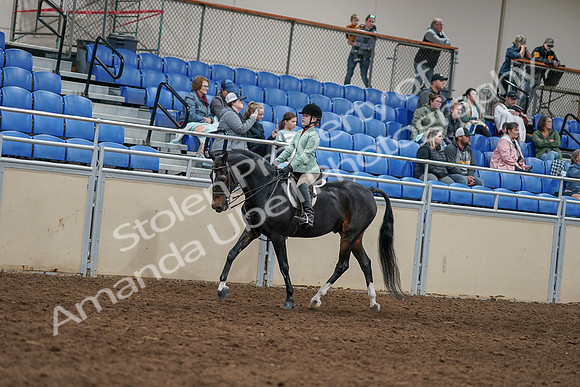 2020 - AB Morgan Horse - Sun, Sept 06 - 07796
