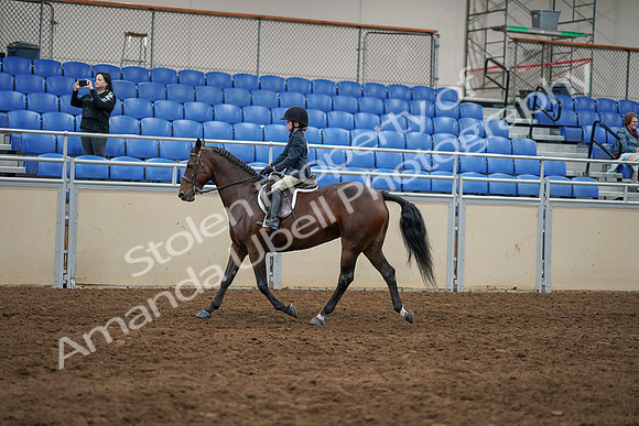 2020 - AB Morgan Horse - Sun, Sept 06 - 07850