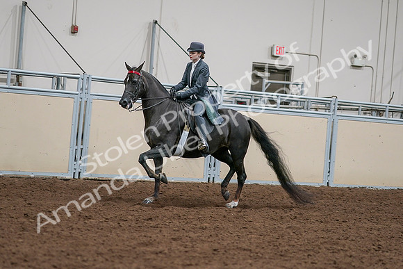2020 - AB Morgan Horse - Sat, Sept 05 - 13631